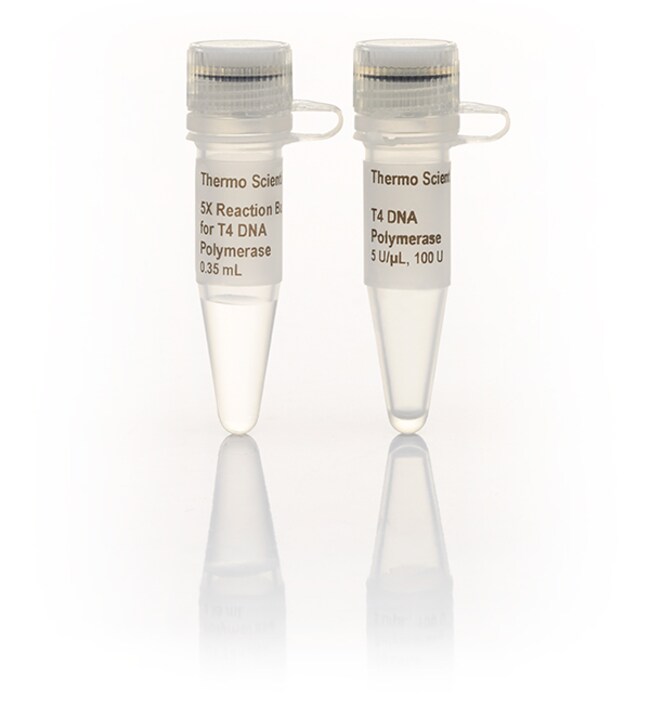 T4 DNA polymerase (150 U)