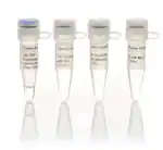 FIREPol® Regular DNA Polymerase