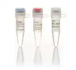 HOT FIREPol® DNA Polymerase