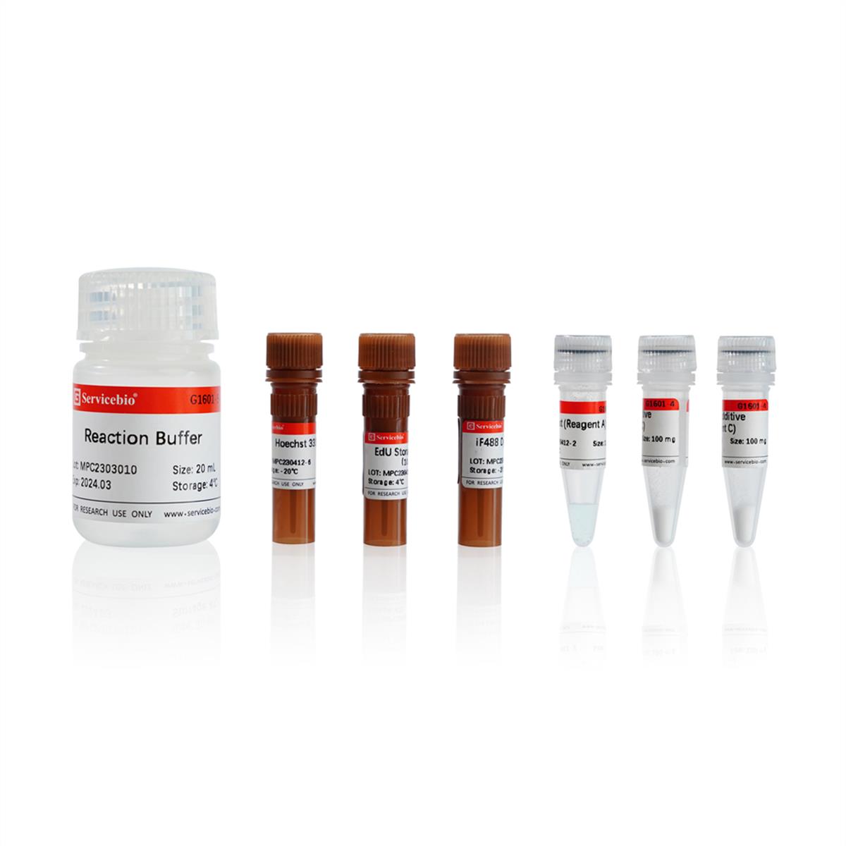 Click-iT EdU-488 Cell Proliferation Detection Kit (100T)