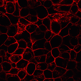 IF555-Wheat Germ Agglutinin (WGA, Red Light) (100 µL)