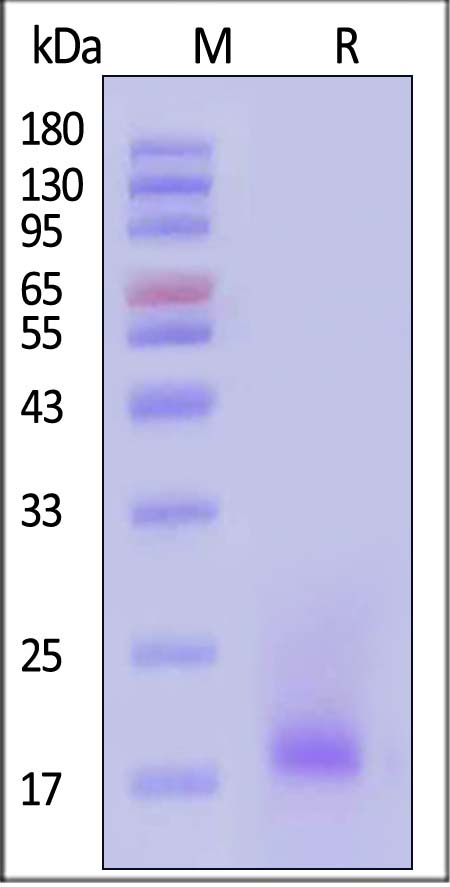 Recombinant Mouse IL-4 Protein (His-tag) (500 µg)