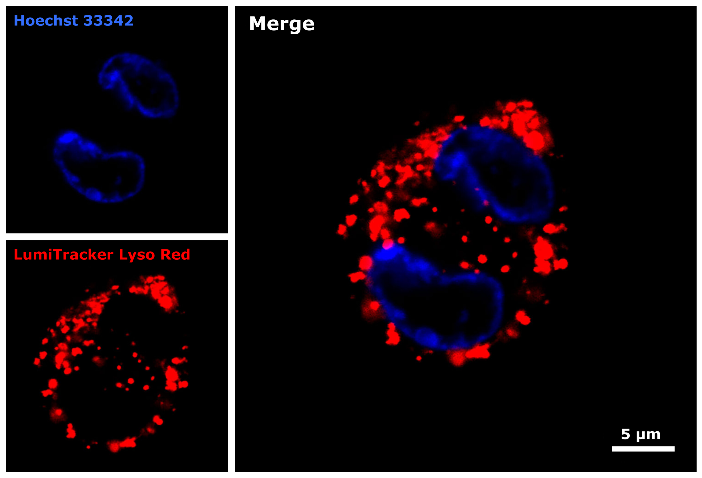 Lyso-Tracker Red (50 µL)
