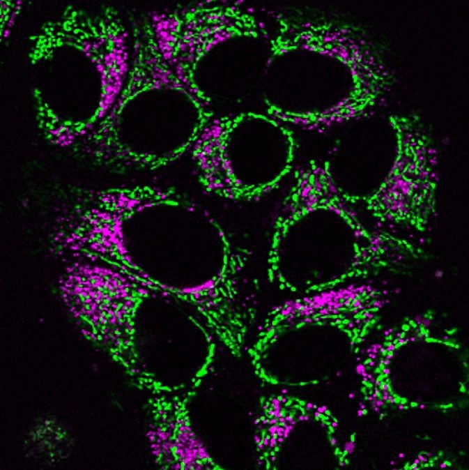 Mito-Tracker Green (50 µg)
