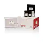 Non-esterified Fatty Acid (NEFA) Test Kit (Microplate) (96T)