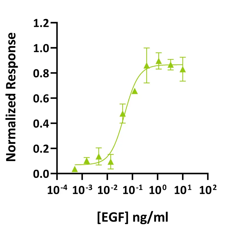 Recombinant Human EGF Protein (10 µg)