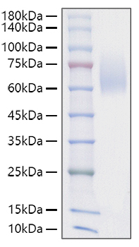 Recombinant Mouse SIRP alpha (CD172a) Protein (His-tag) (500 µg)