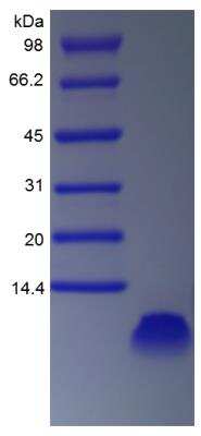 Recombinant Mouse IGF2 Protein (500 µg)
