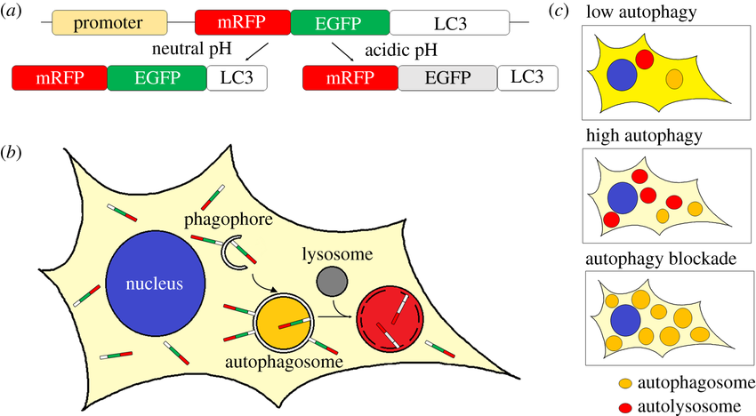 Autophagic Dual-labeled Lentivirus mRFP-EGFP-LC3B (500 µL)