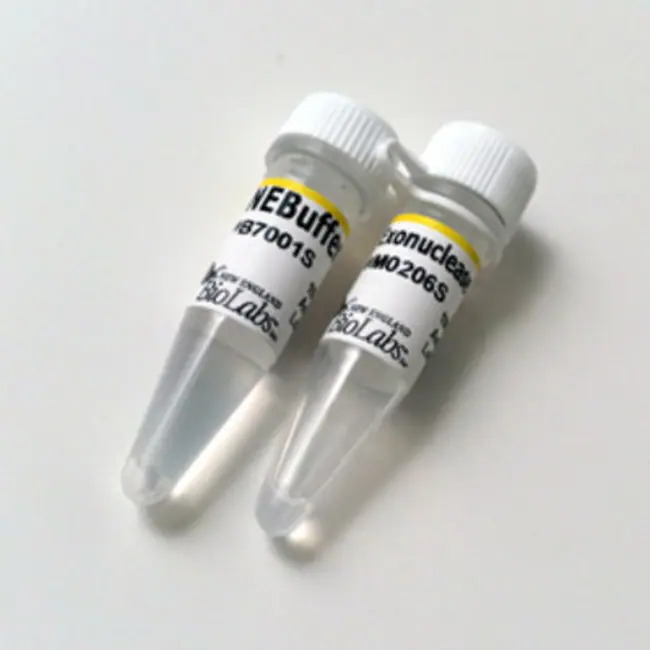 Exonuclease III (E.coli) (5000 U)