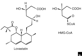 3 Hydroxyl-3-Methy-Glutaryl-CoA Reductase