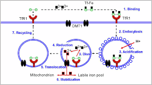 Transferrin Receptor