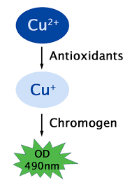 Total Antioxidant Capacity (TAC)