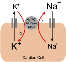 Ca^{2+}$ - ATPase Activity assay