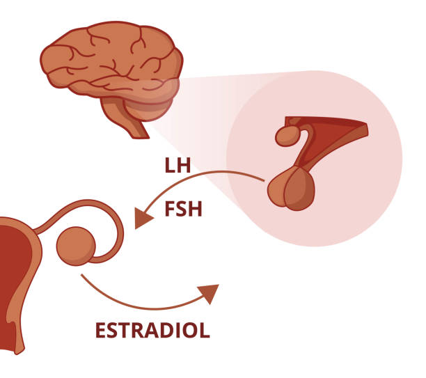 Luteinizing Hormone (LH)