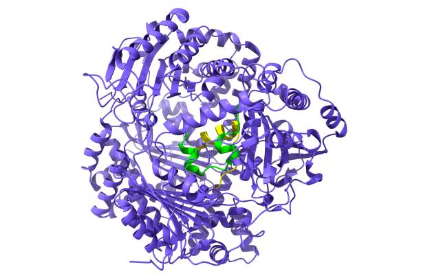 Alanine Aminotransferase