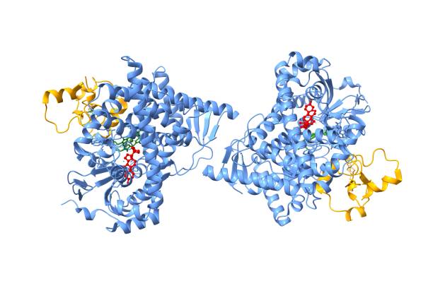 Glucose-6-Phosphate Dehydrogenase