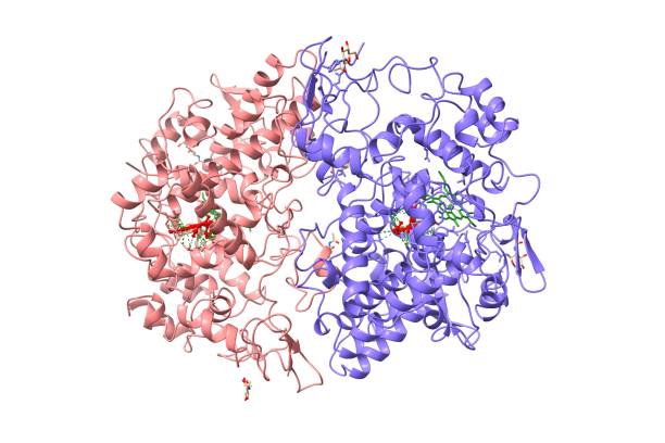 Ascorbic Peroxidase