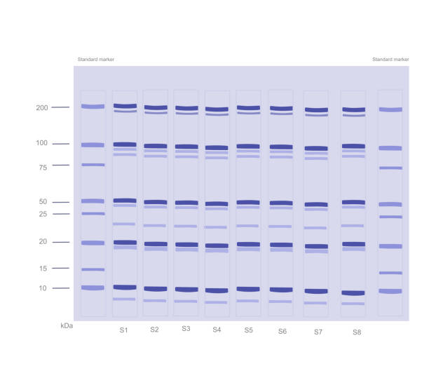 Prestained Protein Ladder V