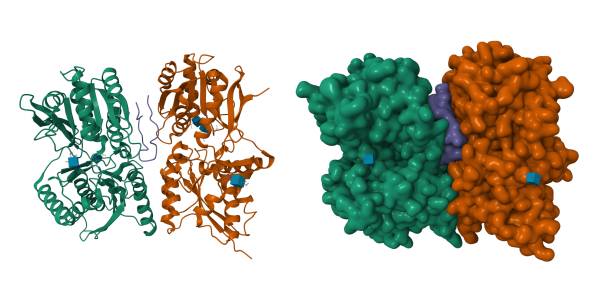 Superoxide Dismutase