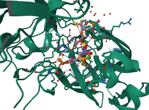 Paraoxonase Activity