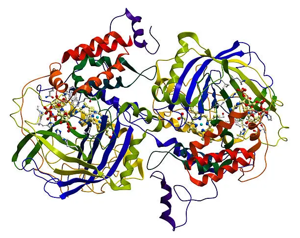 Xanthine Oxidase
