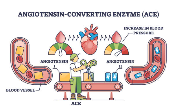 Angiotensin -Converting enzymes