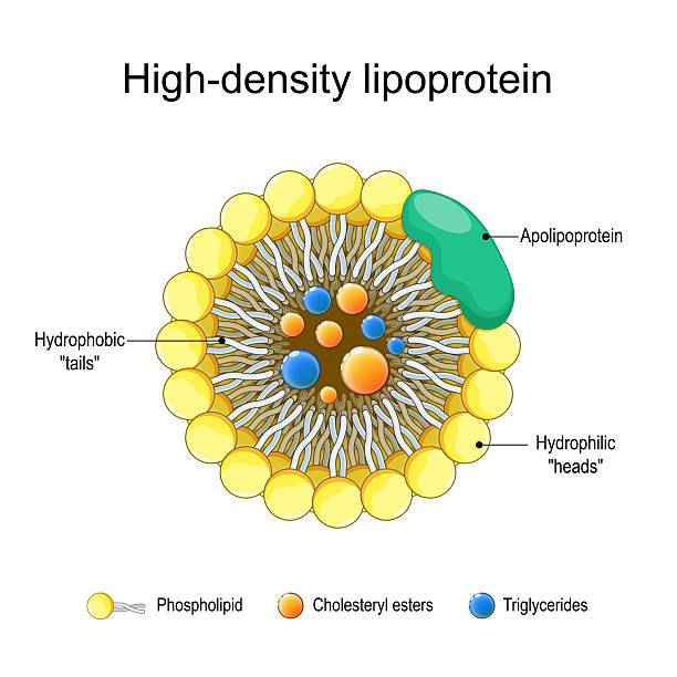 High Density Lipoproteins (HDL)