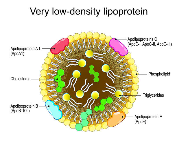 Very Low Density Lipoproteins (VLDL)