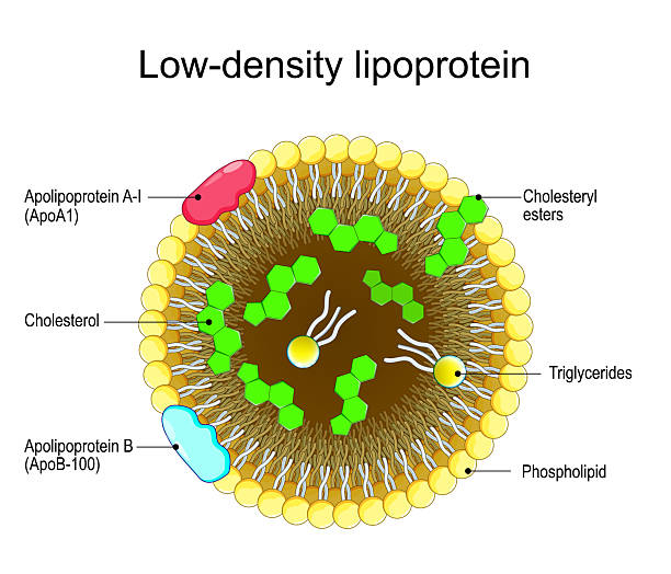 Low Density Lipoproteins (LDL)