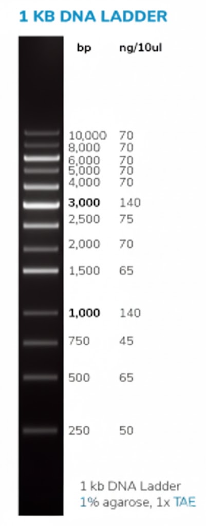 1 kb DNA Ladder Ready to Load
