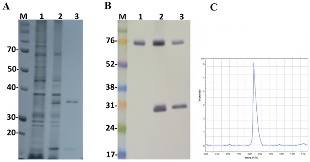Sumo-tag Quick Detection Card – Colloidal Gold Method (10T)