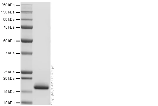 Recombinant Rat PDGF-B Protein (100 µg)