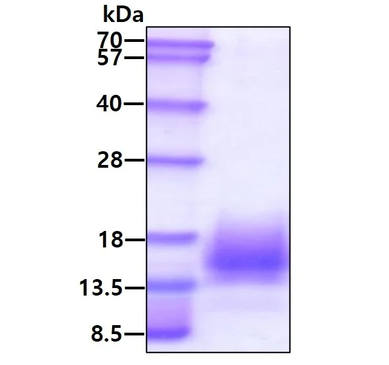 Recombinant Mycobacterium tuberculosis ESAT6-CFP10 Fusion Protein (His-tag) (10 µg)