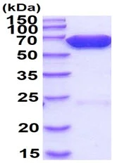 Recombinant Firefly Luciferase (1 mL)